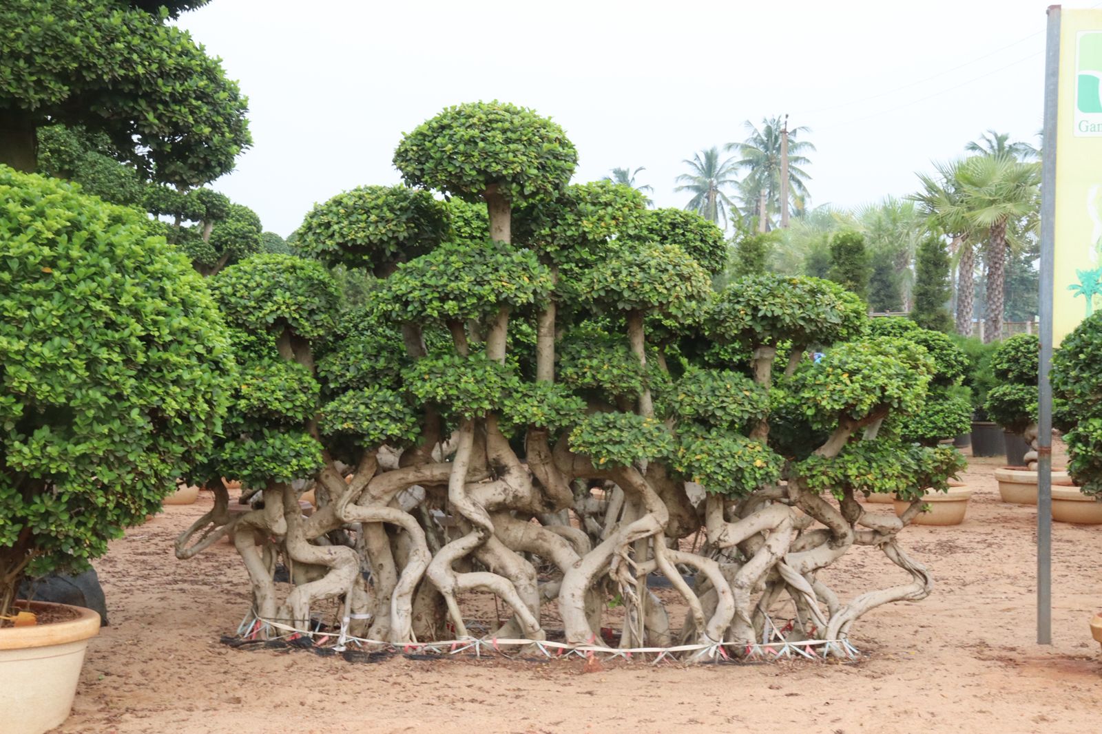 KAR Nursery Exotic Bonsai Trees