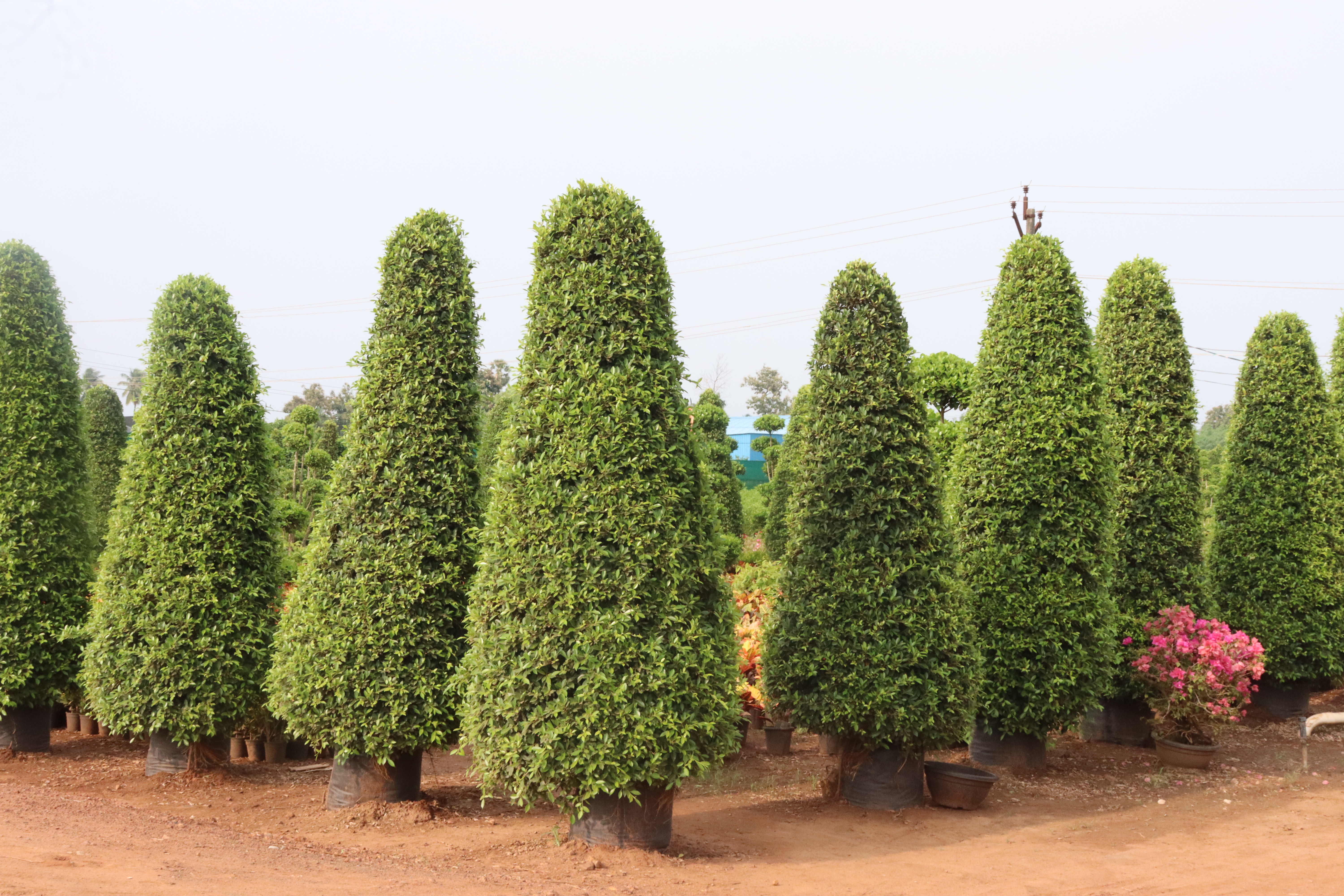 Cone Shaped Avenue Trees Wholesale