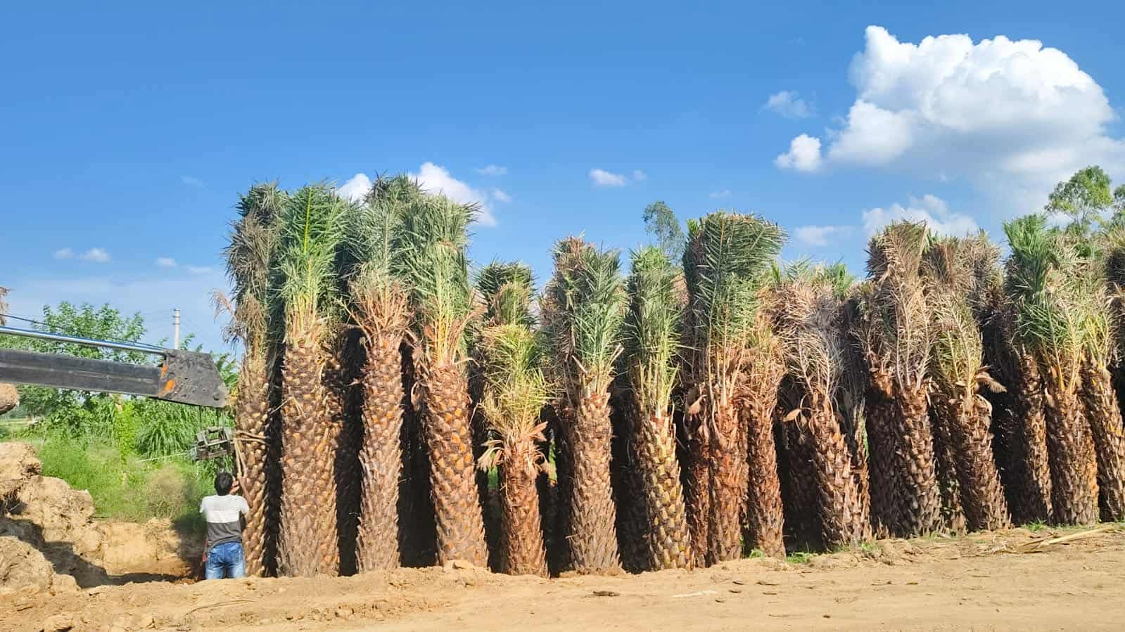 Large Date Palm Trees for Export