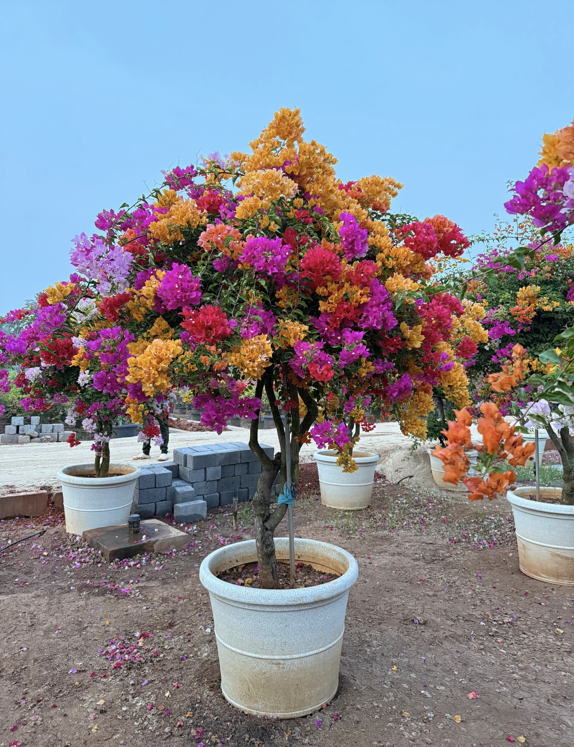 Multi-Color Blooming Bougainvillea
