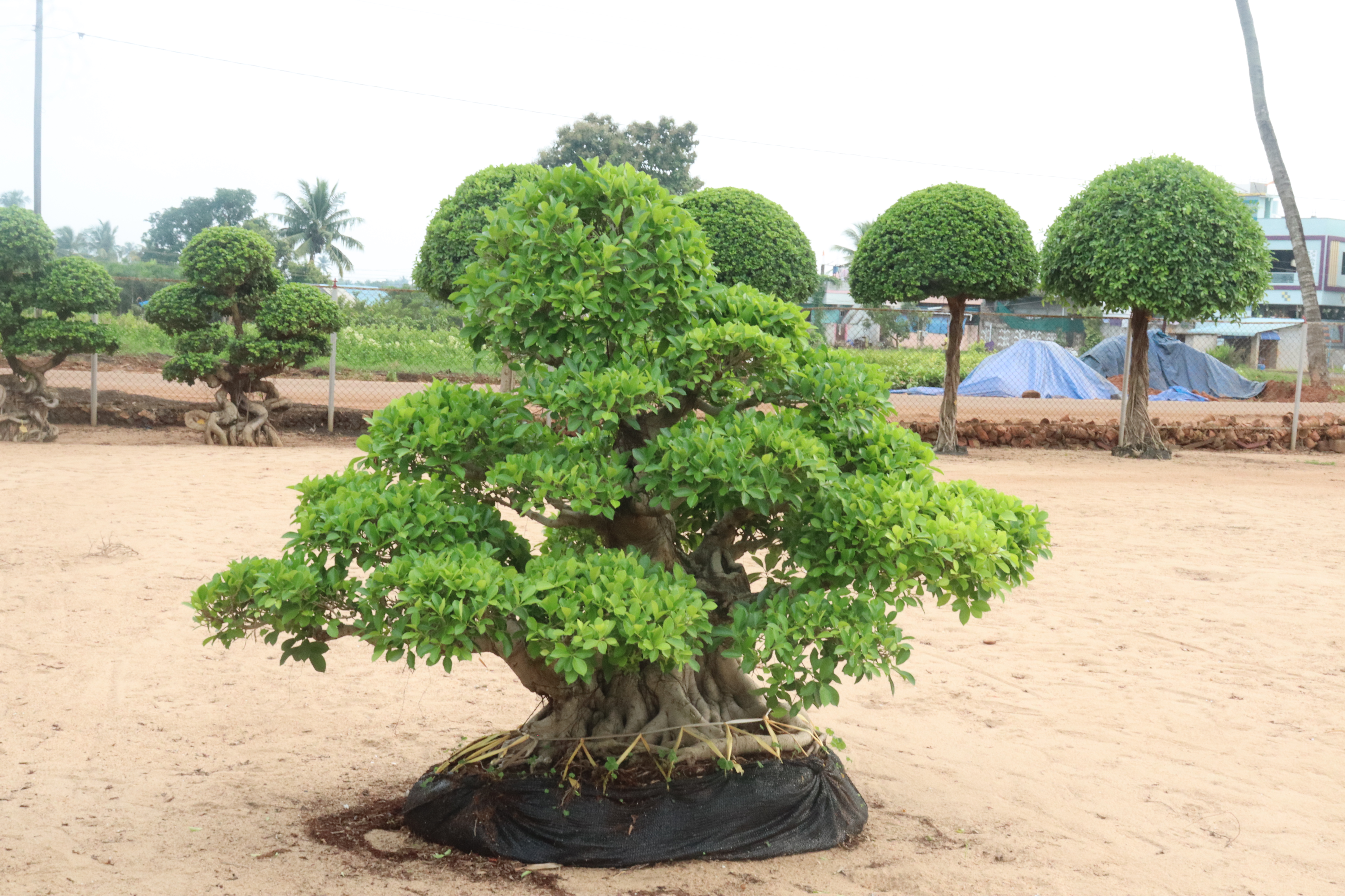 History of KAR Nursery - Kadiyam