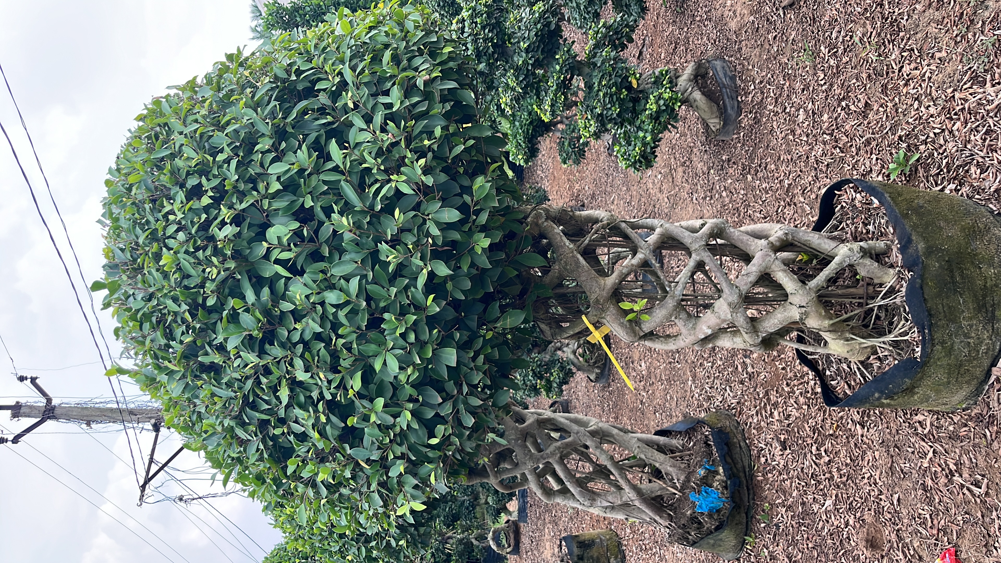 Quality Care Process - KAR Nursery